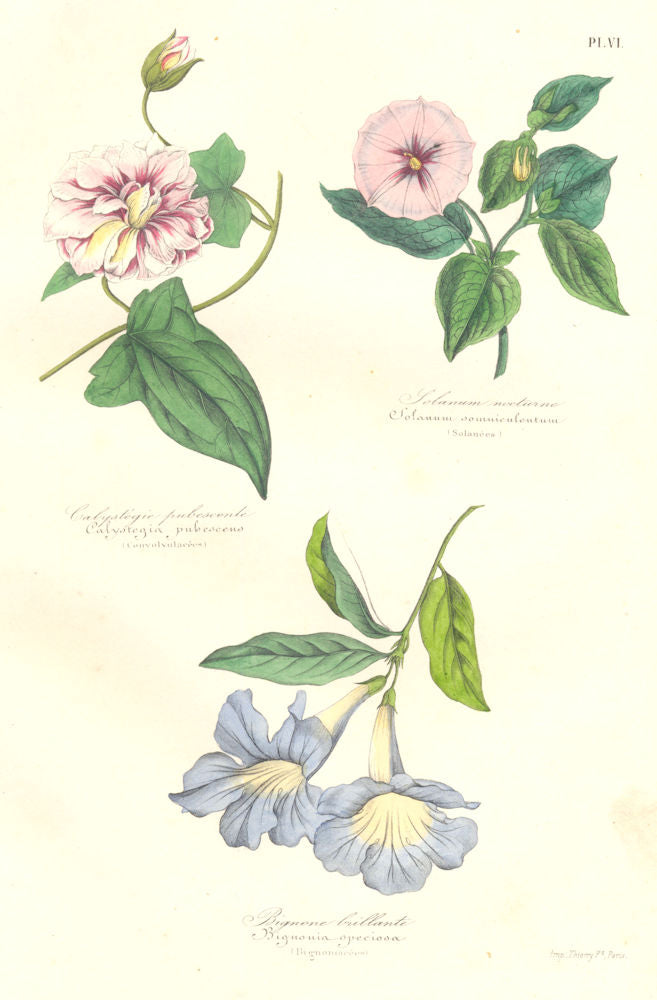 BOTANICALS. Calystegia pubescens; Solanum somniculentum; Bignonia speciosa 1852